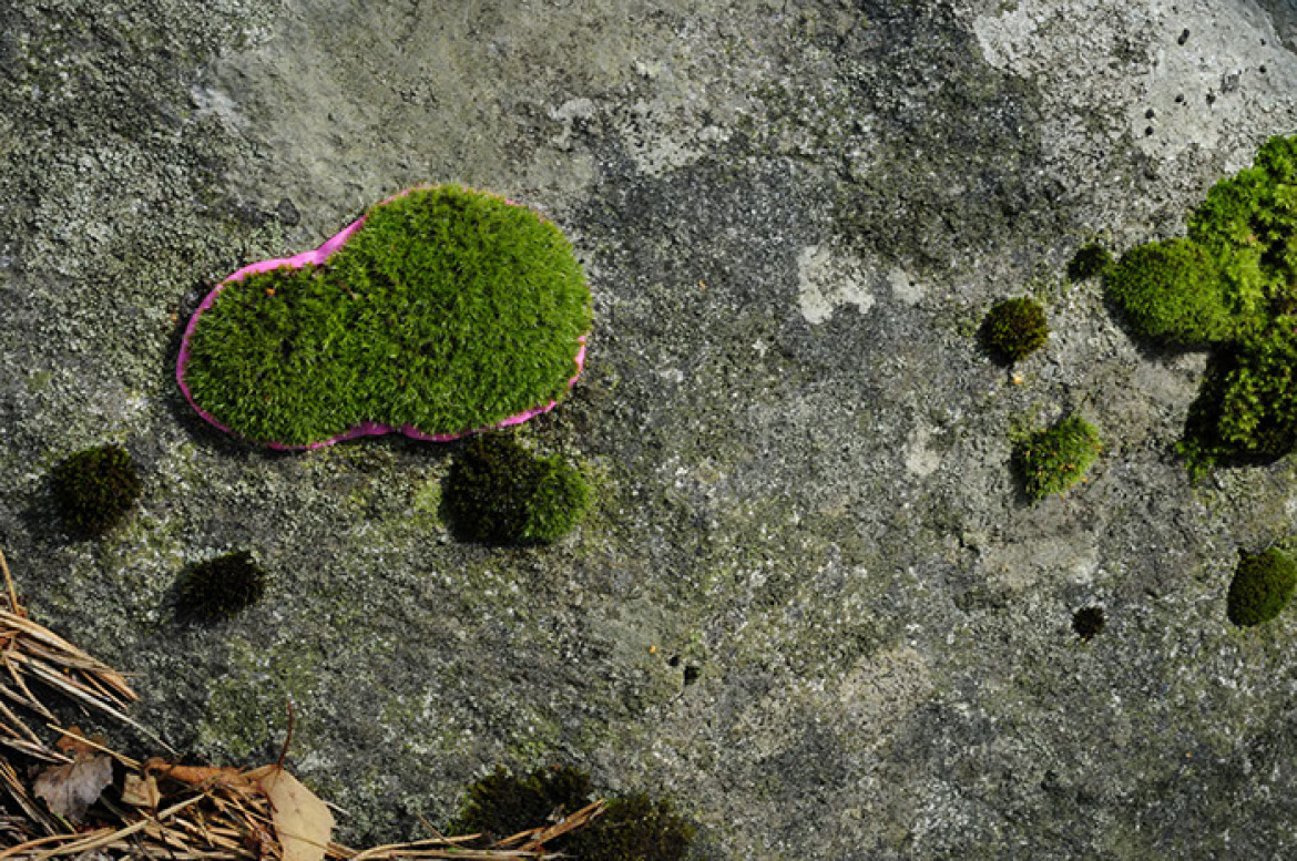 Suzi Davidoff and Rachelle Thiewes, TIMMERKÄR 8.19, 2012, photograph on aluminum